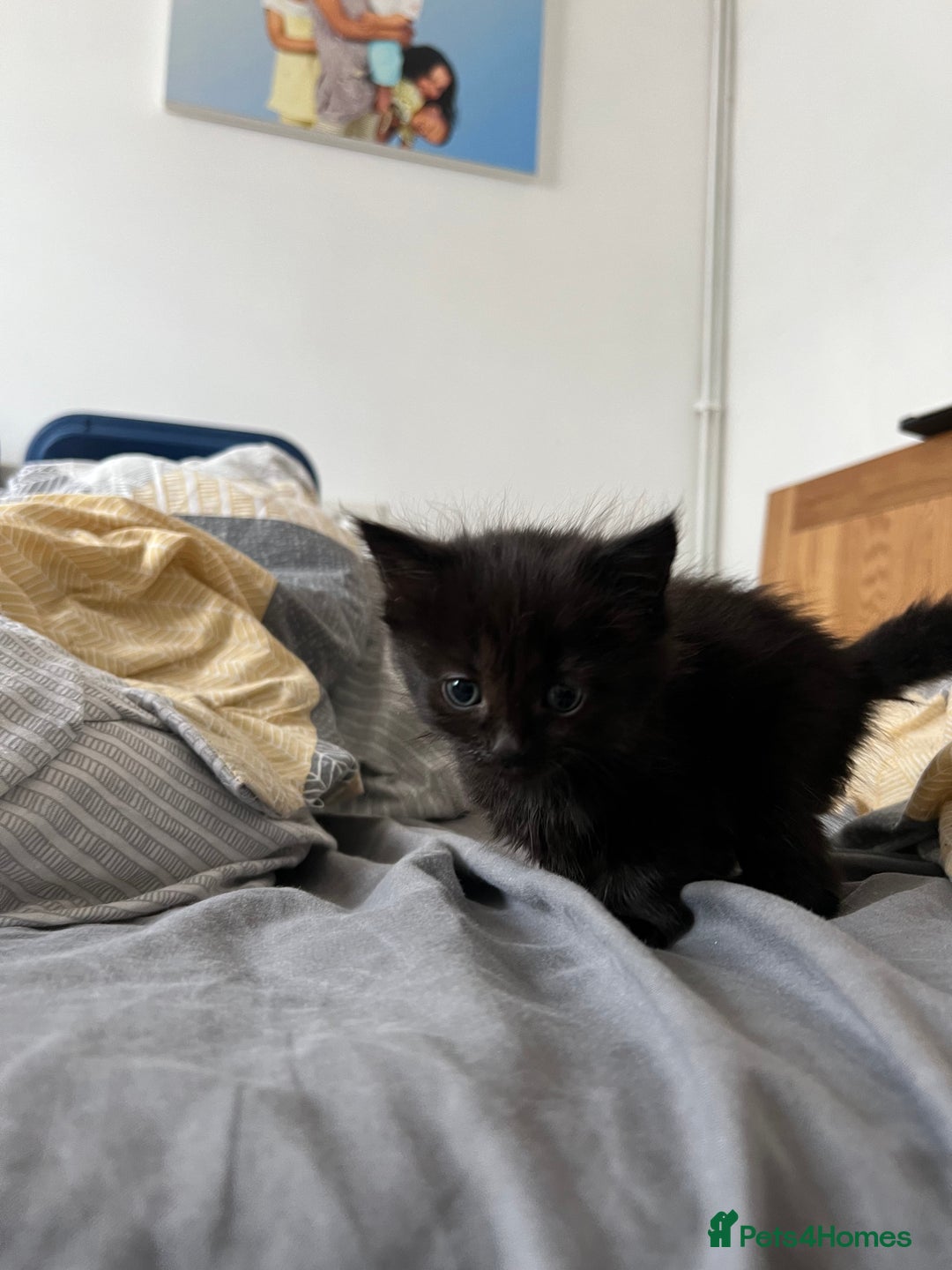 Mixed Breed cats for sale: Adorable 5-Week-Old Kittens Ready for Loving Home  - Image 25