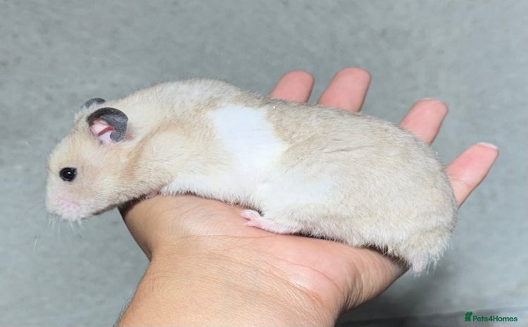 Hamster rodents - Advert 8