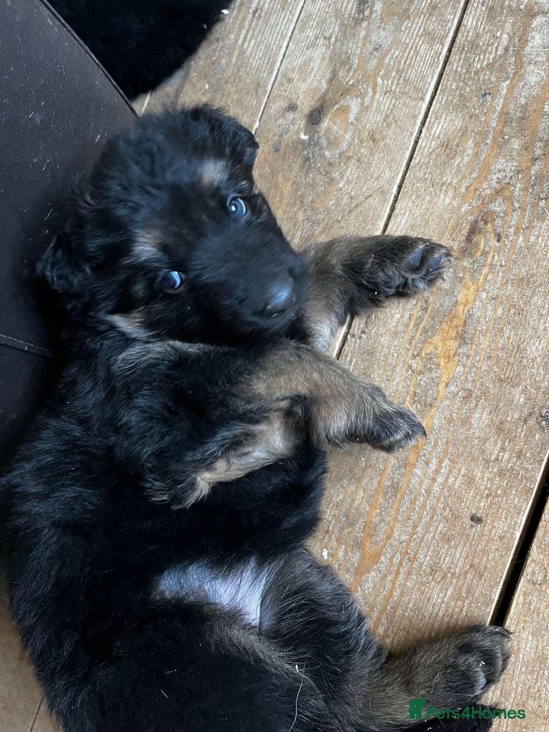 German Shepherd dogs for sale: German shepherds pups - Advert 3