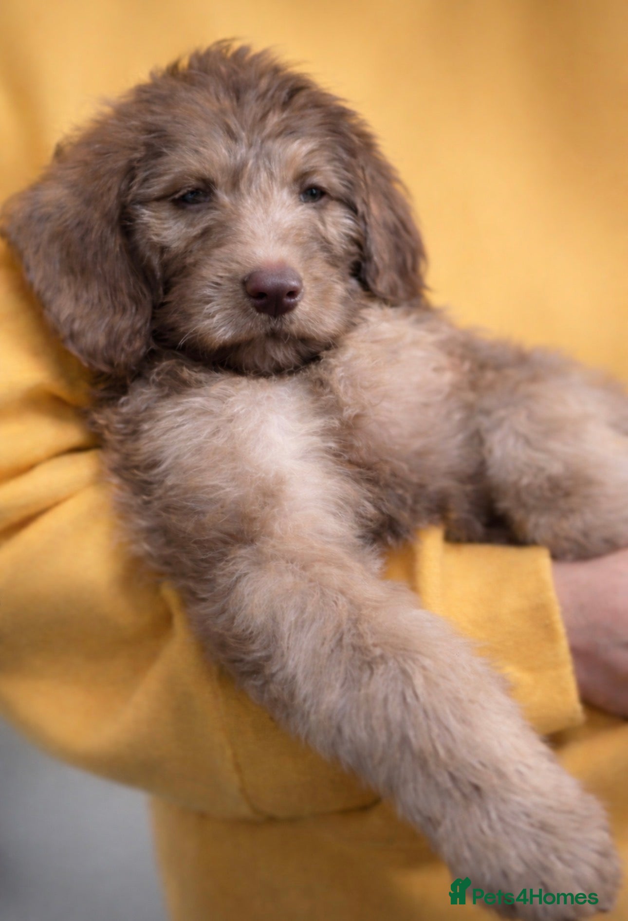 Australian Labradoodle dogs Australian labradoodle puppies ready Friday  - Advert 1