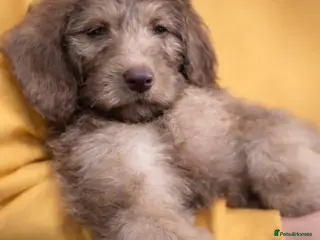 Australian Labradoodle dogs Australian labradoodle puppies ready Friday - Advert 1