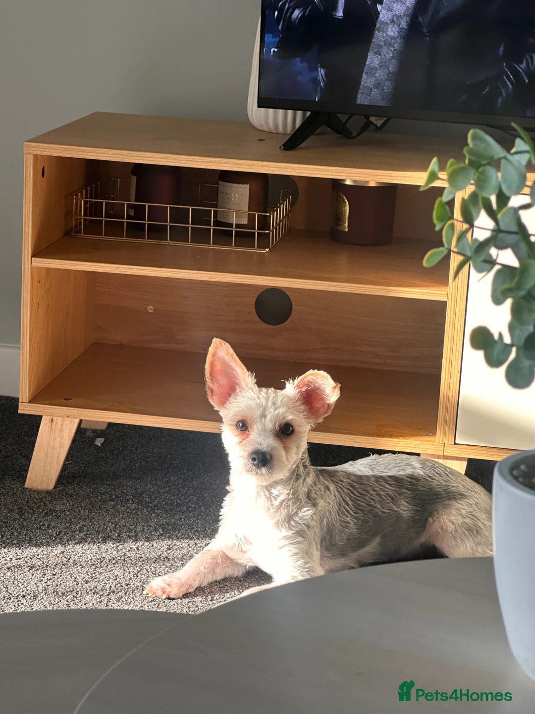 Biewer Terrier dogs for sale: Rio Biewer terrier 10 month old puppy - Advert 4