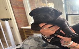 Labrador Retriever dogs for sale: Labrador puppies - Ready Now  - Image 31