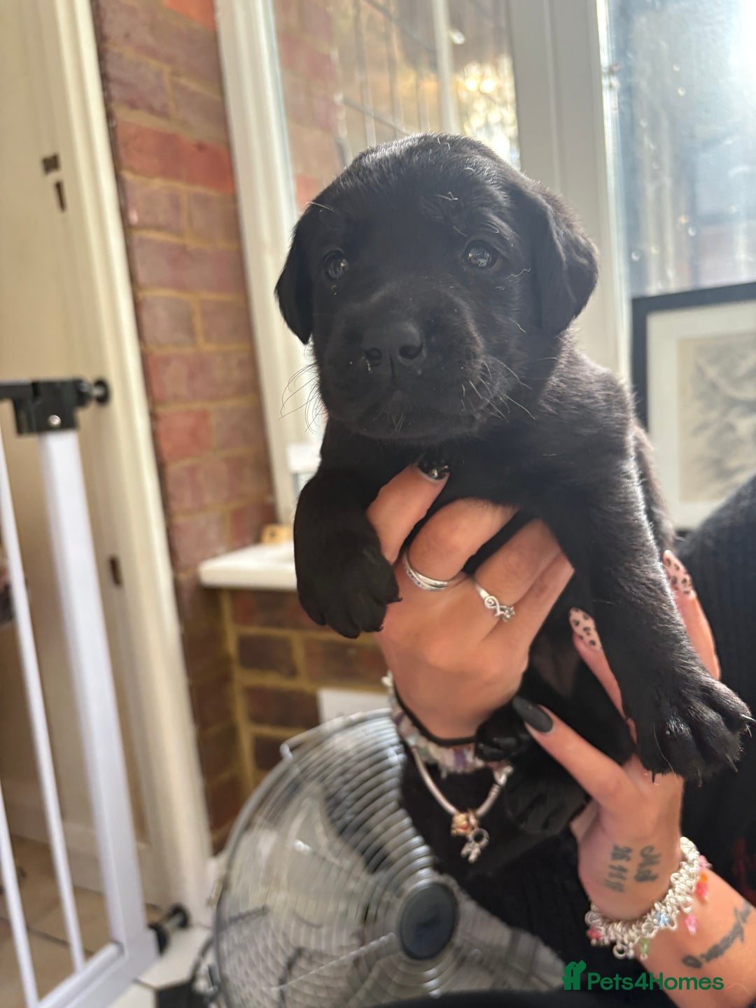Labrador Retriever dogs for sale: Labrador puppies - Ready Now  - Image 31