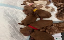 Cockapoo dogs for sale: F2 cockapoos 💖 - Image 14