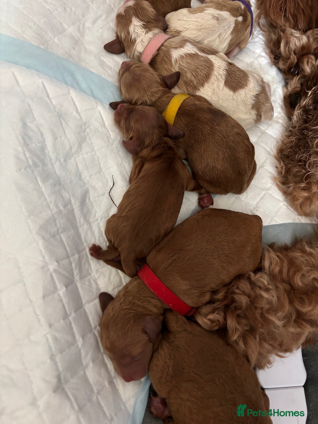 Cockapoo dogs for sale: F2 cockapoos 💖 - Image 14
