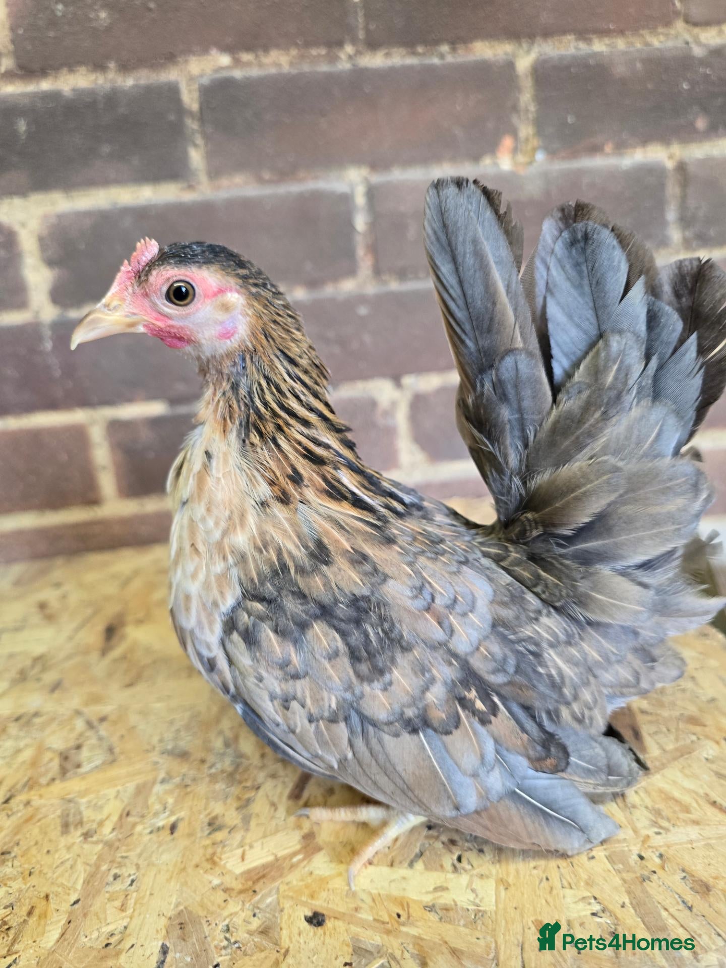 Chickens poultry Serama Pullets POL - Advert 1