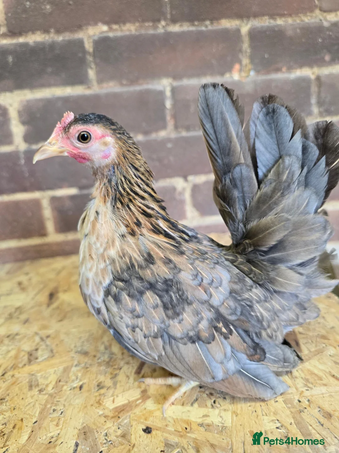 Chickens poultry for sale: Serama Pullets POL - Advert 1