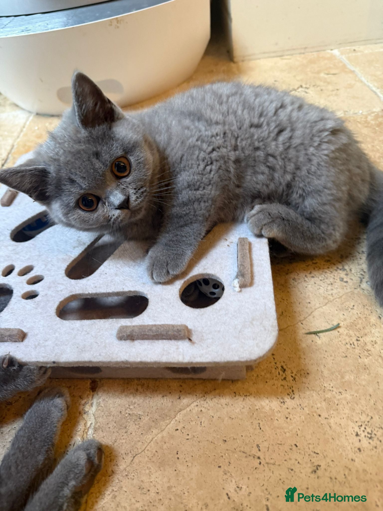 British Shorthair cats 2 GCCF British Shorthair Kittens left. Ready to Go - Advert 3