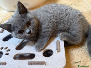 British Shorthair cats 2 GCCF British Shorthair Kittens left. Ready to Go - Advert 5
