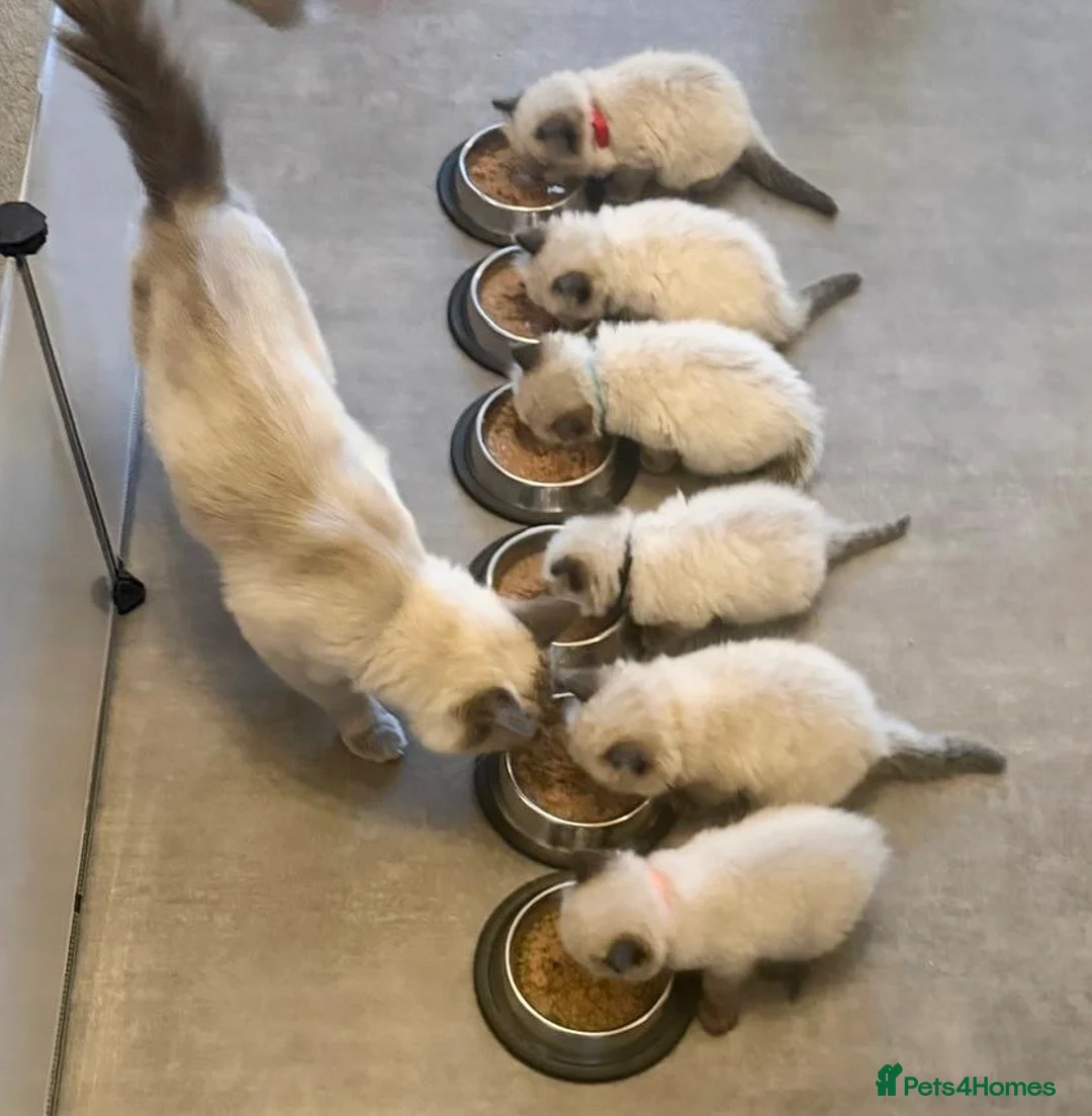 Ragdoll cats for stud: Premium GCCF/TICA Chocolate Point Ragdoll Stud - Advert 15