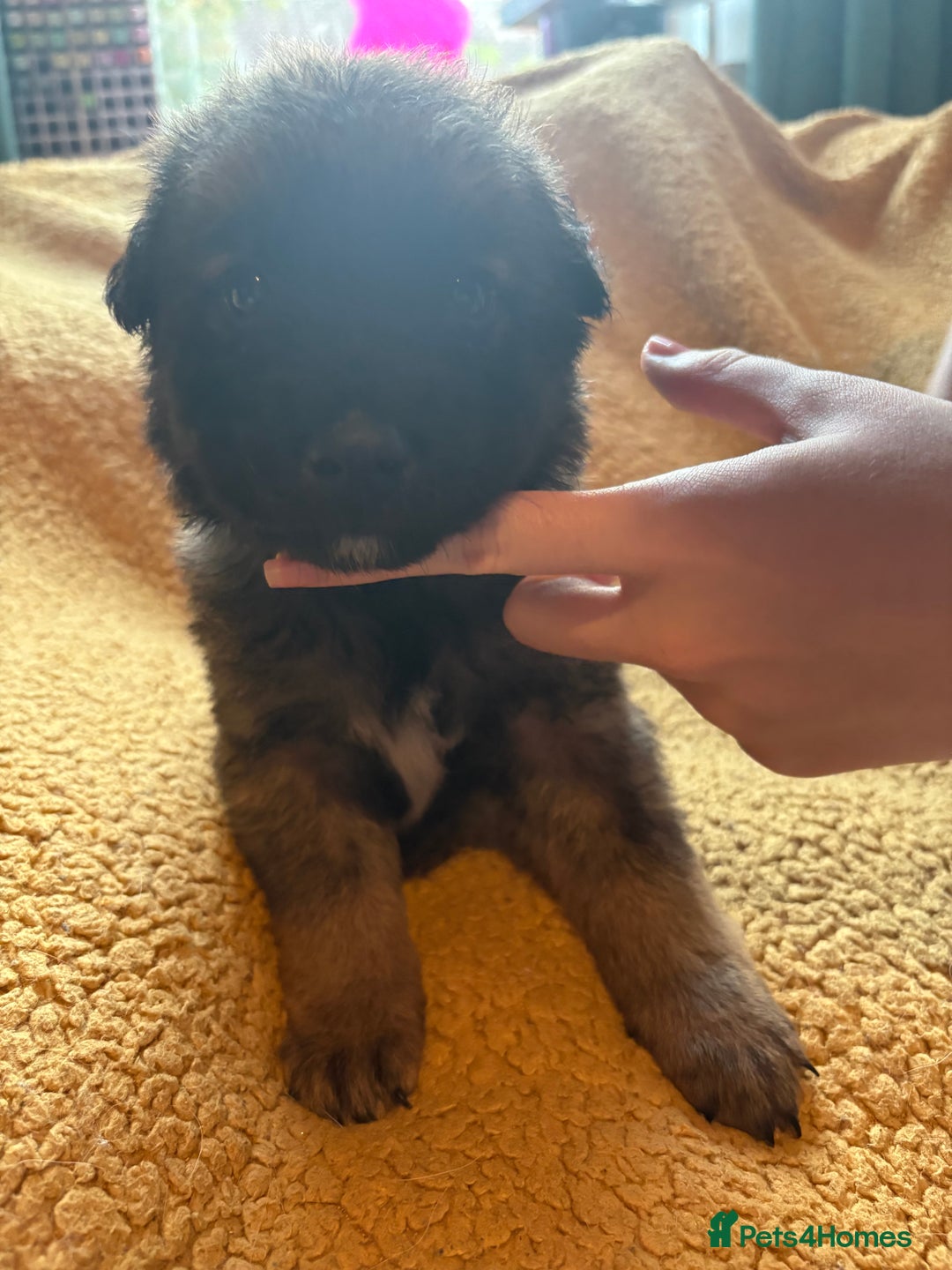 Mixed Breed dogs for sale: German Shepherd cross puppies - Image 11
