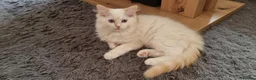 Ragdoll cats for sale: A very rare litter of kittens.  - Advert 6