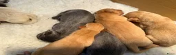 Labrador Retriever dogs for sale: Labrador puppies - Advert 25