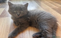 Ragdoll cats for sale: Ragdol kittens - Image 4