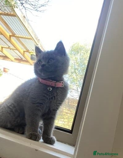 British Shorthair cats wonderfully raised B S H KITTIES for you - Advert 11