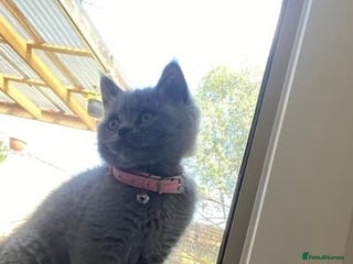 British Shorthair cats for sale - Advert 1