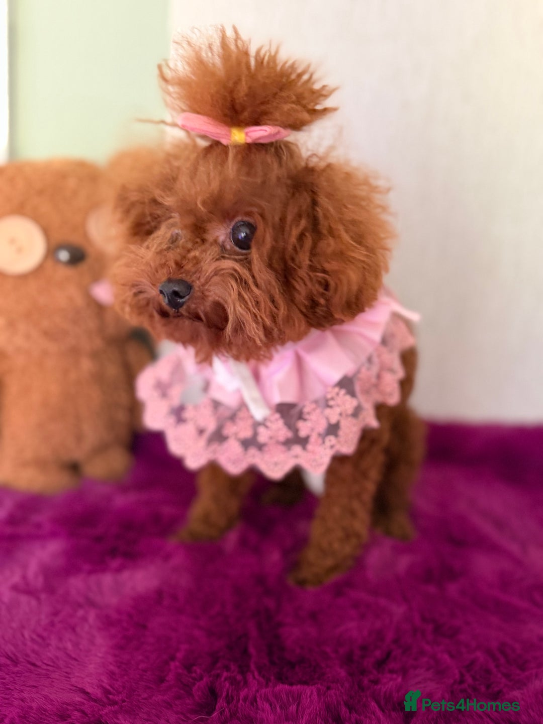 Poodle dogs for sale: Stunning Asian poodle boy for sale  - Advert 2