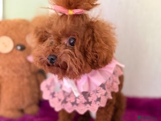 Poodle dogs Stunning Asian poodle boy for sale - Advert 3