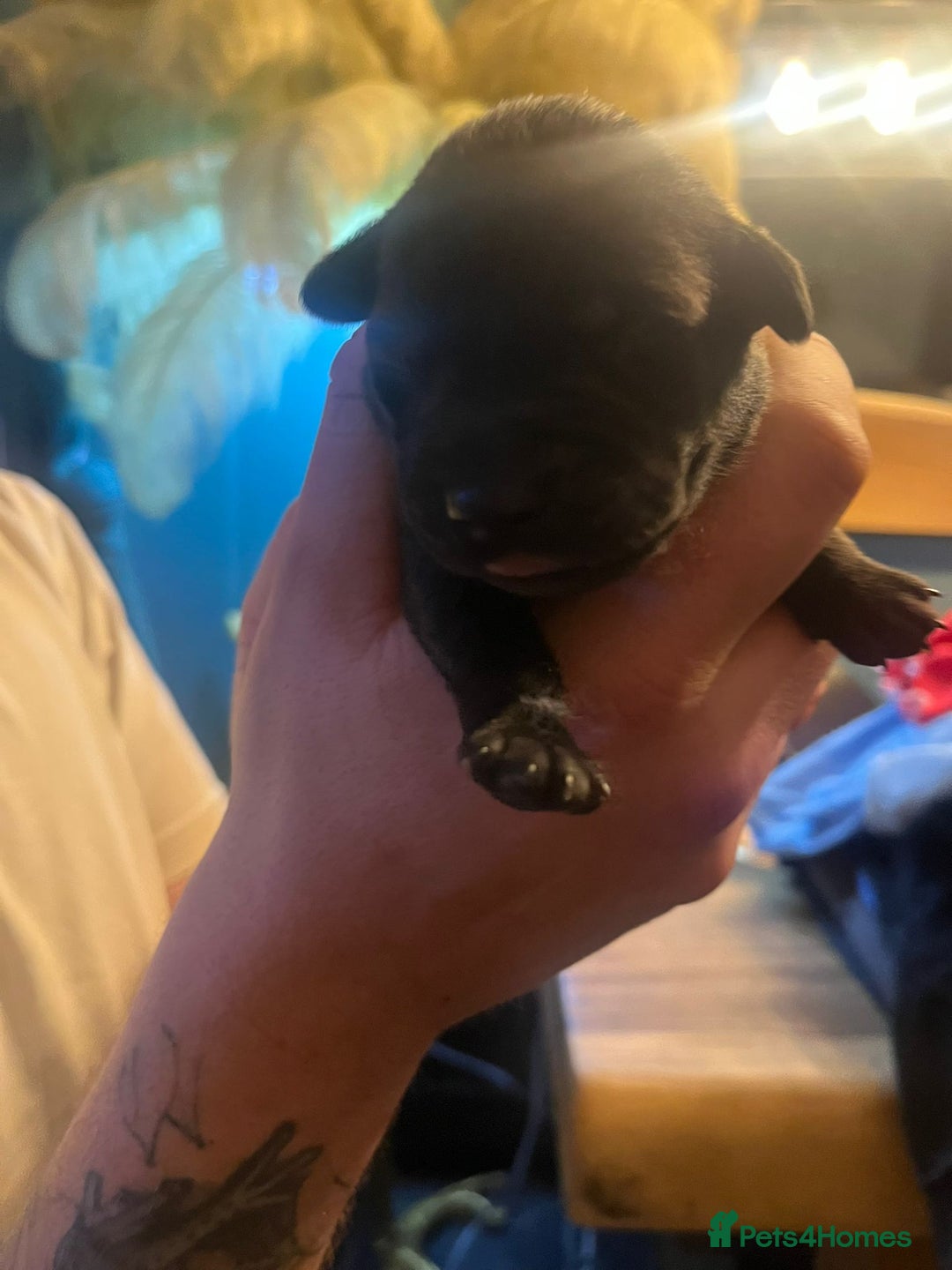 Mixed Breed dogs for sale: Blue staff x Black labrador puppies  - Advert 23