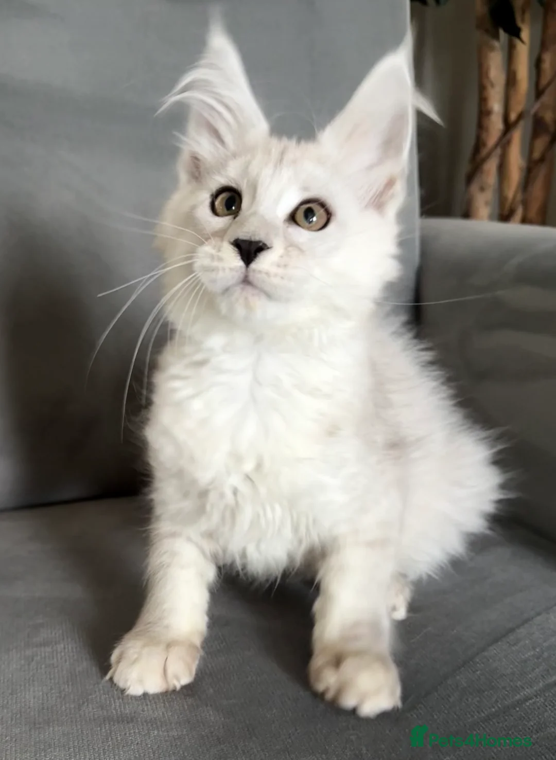 Maine Coon cats for sale: Amazing kittens 💎 - Advert 2