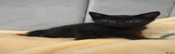 Mixed Breed cats for sale: 2 black female kittens ready now  - Advert 7