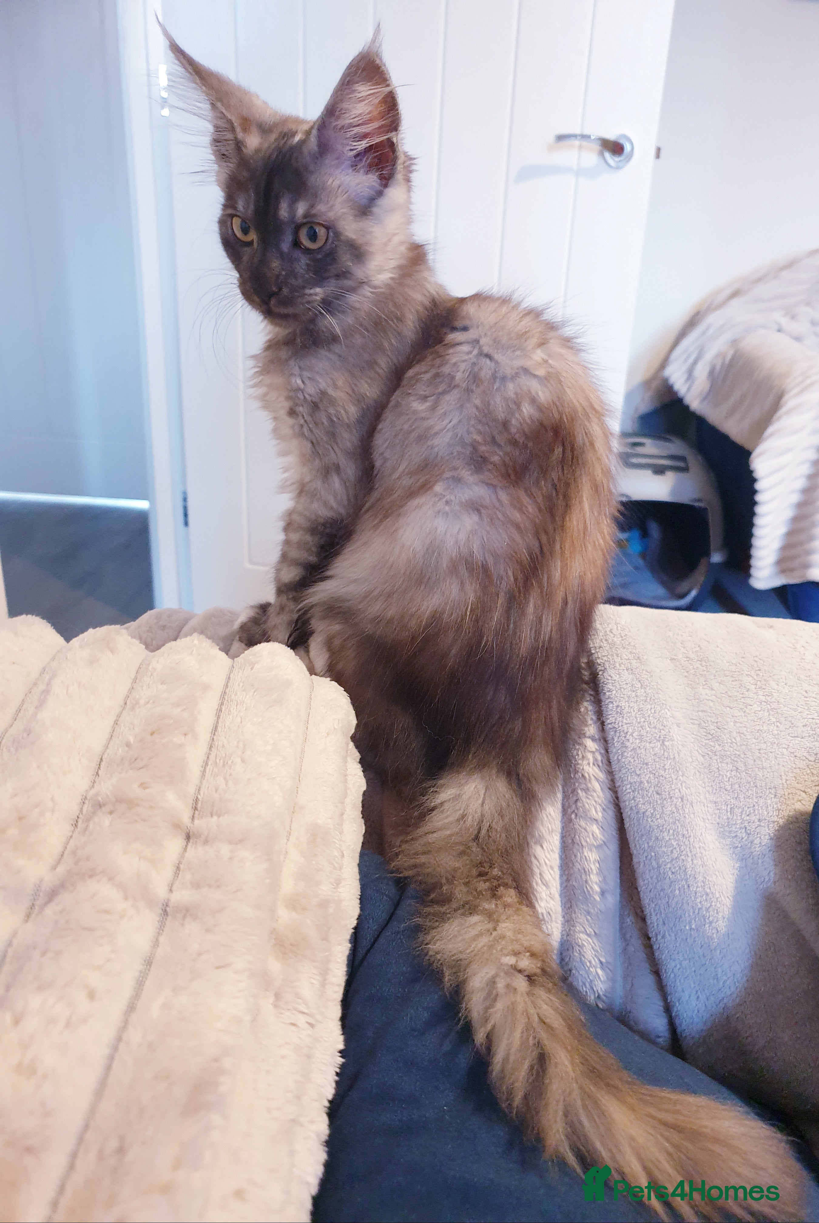 Maine Coon cats Maine coon kittens  - Advert 3