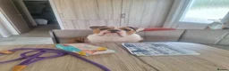 English Bulldog dogs for sale: Bull dog winnie  - Advert 1