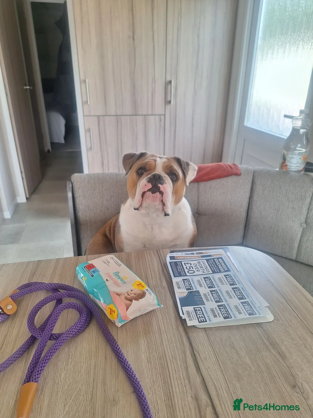 English Bulldog dogs for sale: Bull dog winnie  - Advert 1