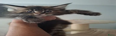 Maine Coon Kitten 3