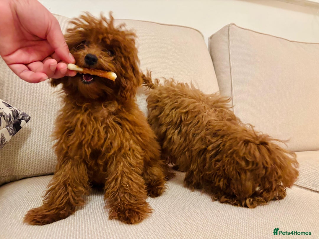 Toy Poodle dogs for sale: Asian toy poodle boy  - Image 7