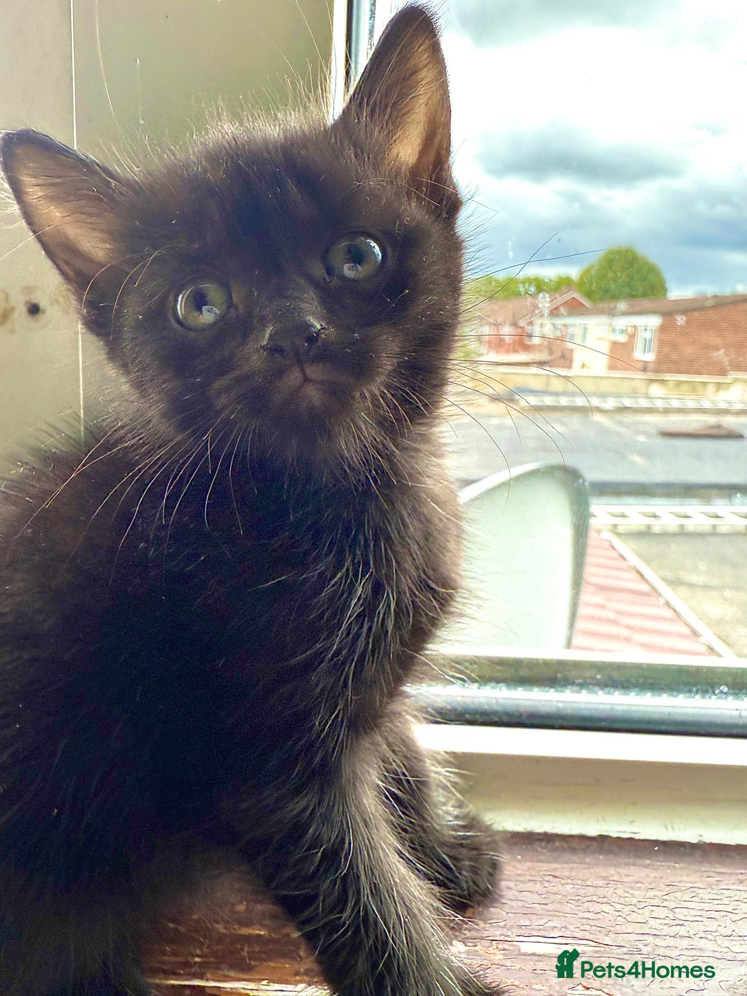 Mixed Breed cats for sale: 🐾 Adorable boy & girl 🐾 - Image 14