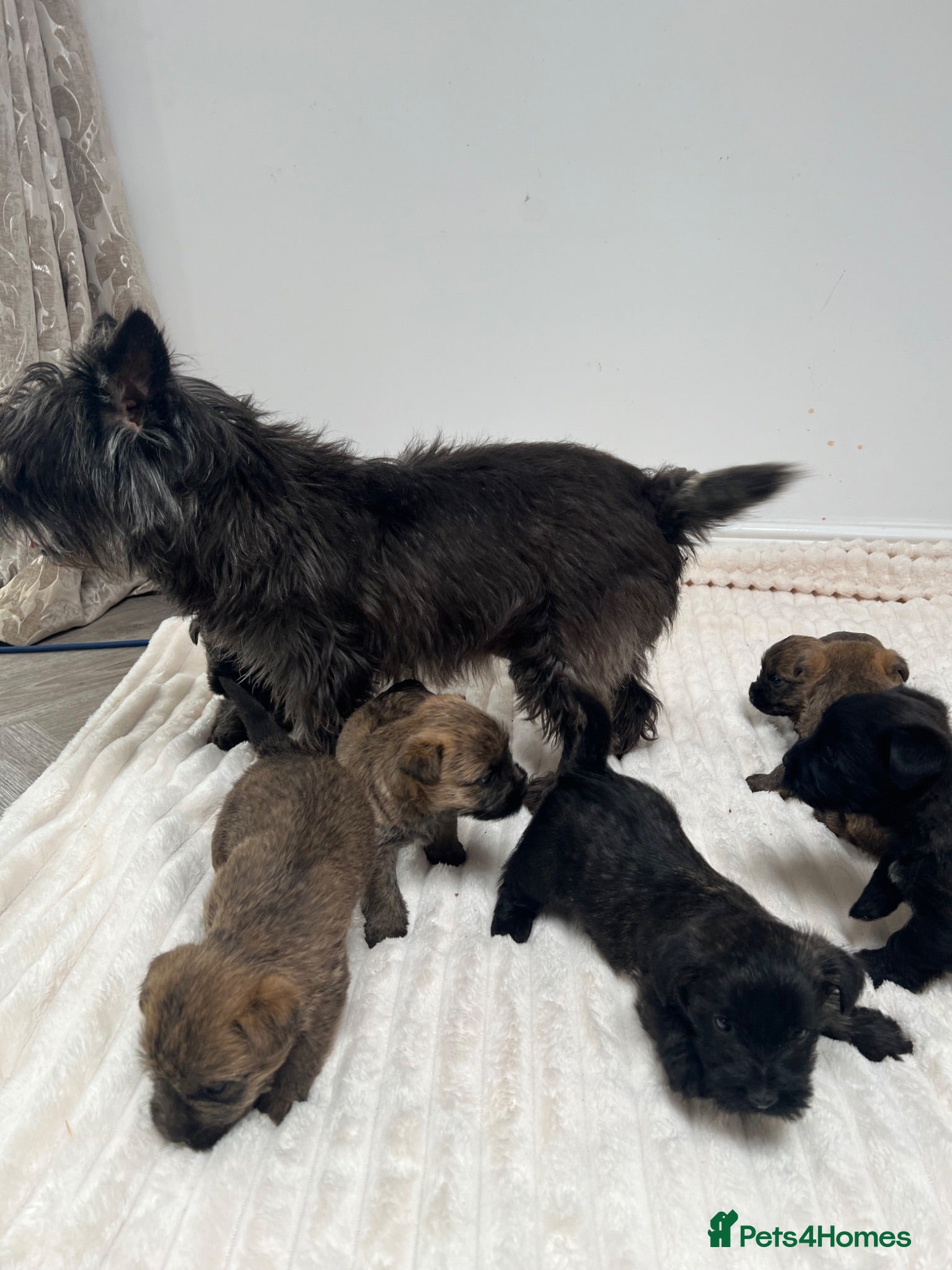 Cairn Terrier dogs for sale: Cairn terrier puppy’s  - Advert 1