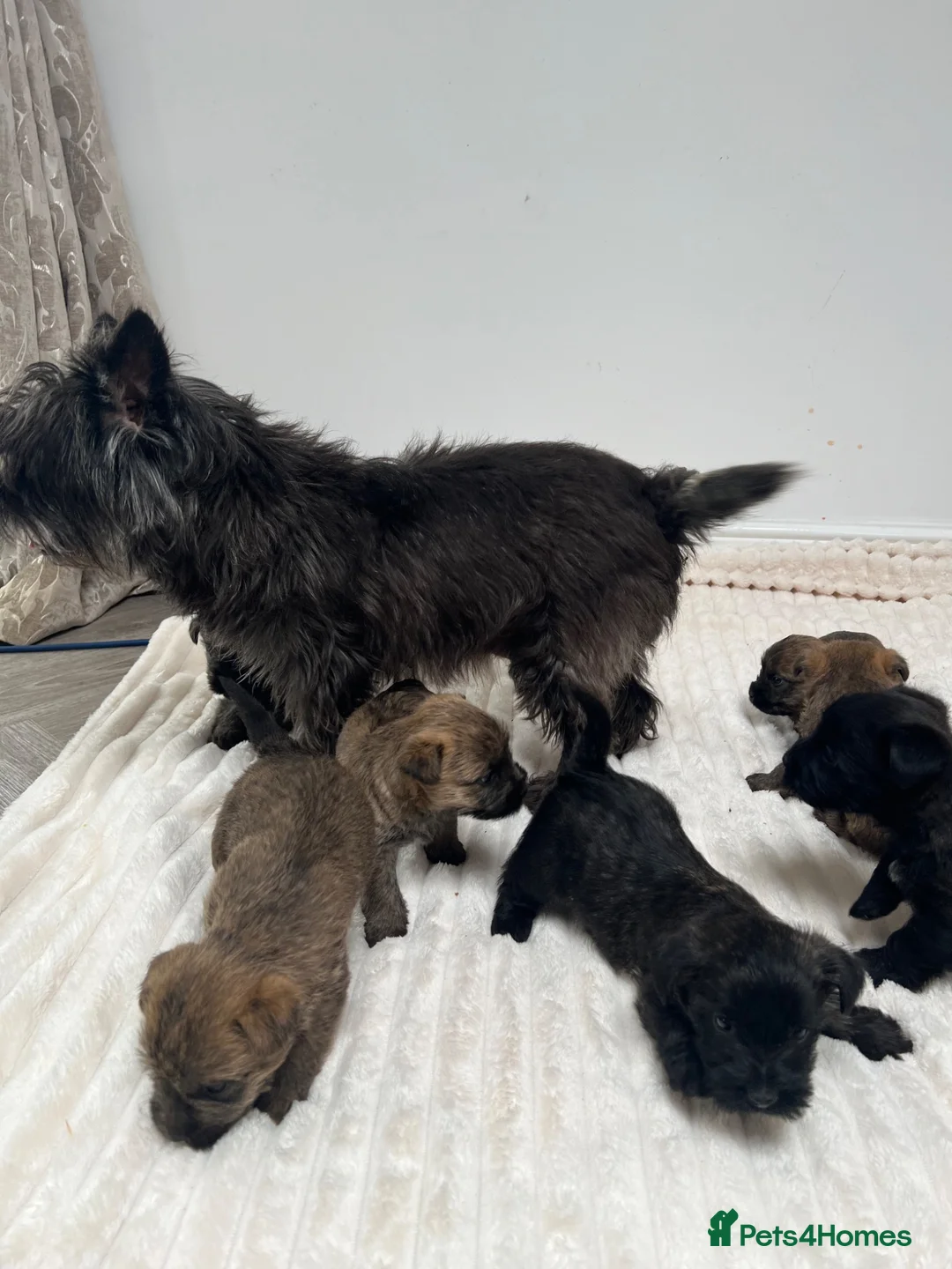 Cairn Terrier dogs for sale: Cairn terrier puppy’s  - Advert 1