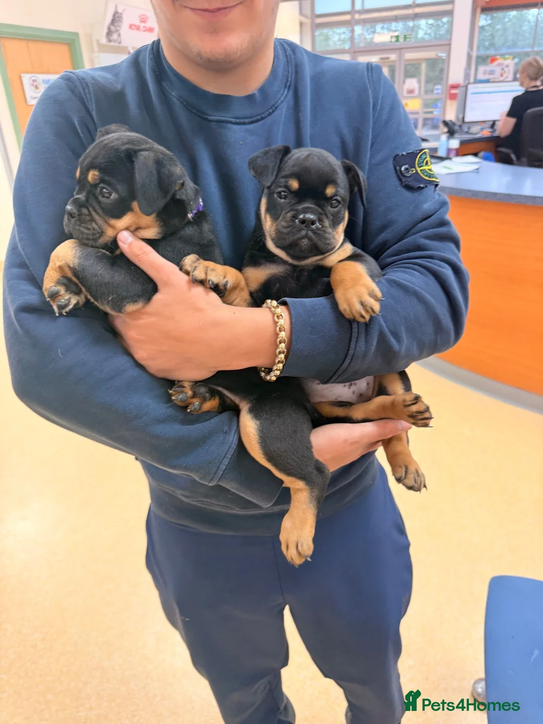 Olde English Bulldogge dogs for sale: 🚨🔥 ⚠️ FINAL 2 — HUGE PRICE REDUCTION —READY NOW! - Advert 1
