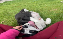 Border Collie dogs for sale: Sheep dog puppy for sale - Image 3