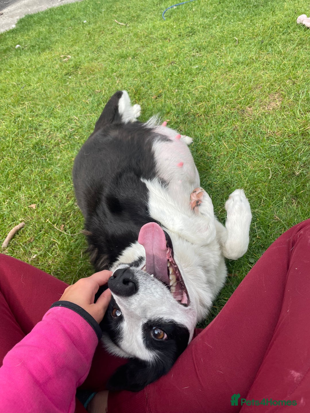 Border Collie dogs for sale: Sheep dog puppy for sale - Image 3