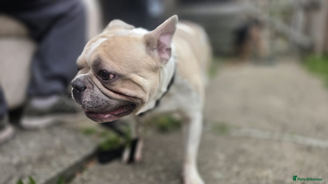 Mixed Breed dogs for sale: French bull dogs in Shrewsbury - Image 4