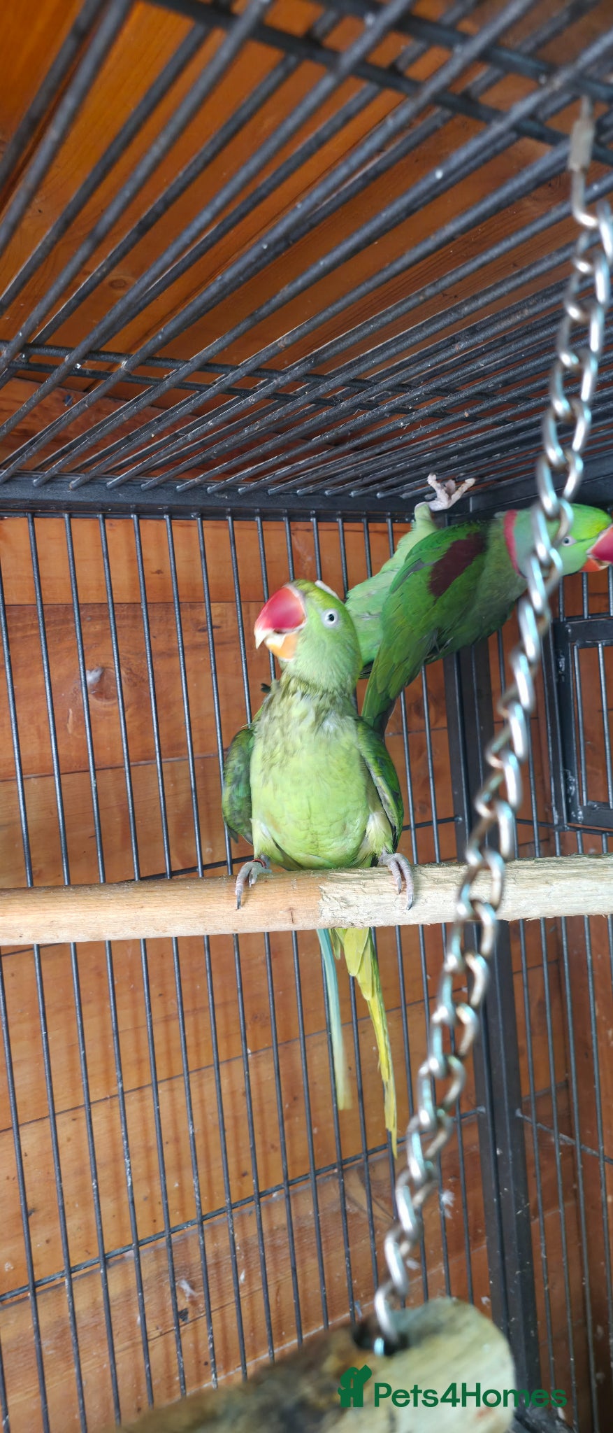 Parakeets birds proven pair Alexanderine gives olive chiks - Advert 8