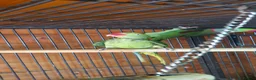 Parakeets birds for sale: proven pair Alexanderine gives olive chiks - Advert 1