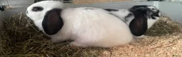 Mini Lop rabbits for sale: Two beautiful male rabbits for sale in Pembroke - Advert 8