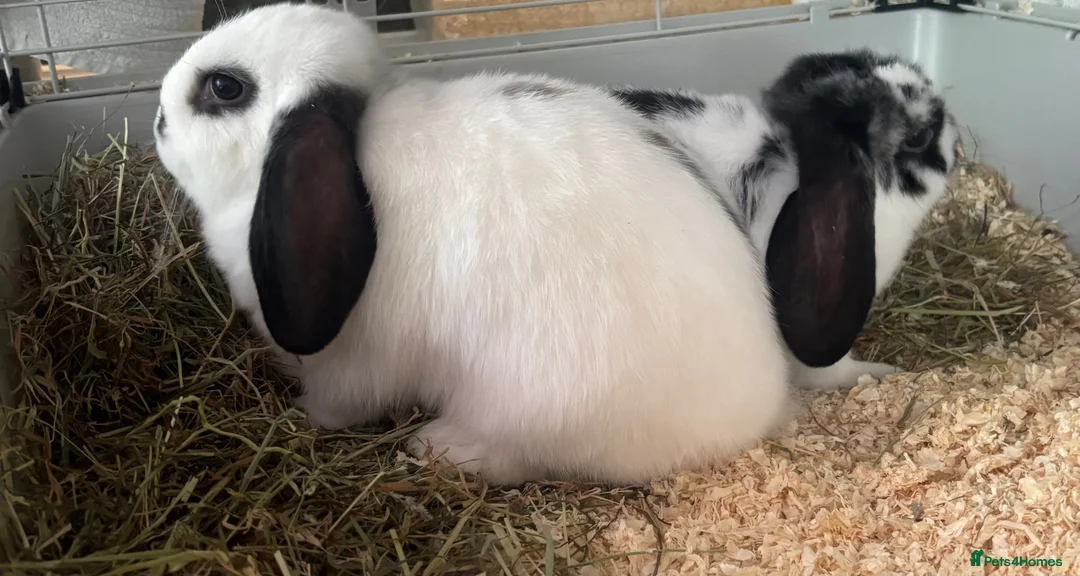 Mini Lop rabbits for sale: Two beautiful male rabbits for sale in Pembroke - Advert 8