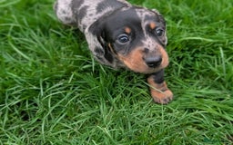 Miniature Dachshund dogs for sale: KC registered miniature dachshund puppies - Image 2