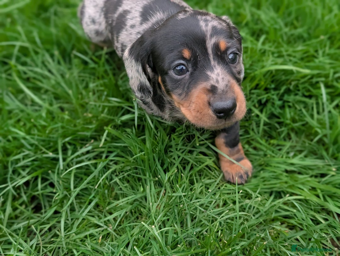 Miniature Dachshund dogs for sale: KC registered miniature dachshund puppies - Image 2