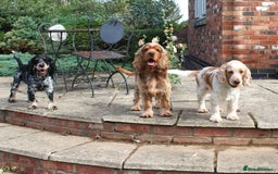 Cocker Spaniel dogs for sale: KC registered Cocker Spaniel puppies - Image 7