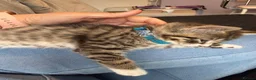 Ragcoon cats for sale: RAGCOON (sealpoint ragdoll mum-dad -Mainecoon) - Advert 21
