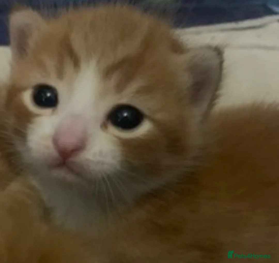 Mixed Breed cats for sale: Playful & loving kittens looking for new homes ❤️ - Advert 9