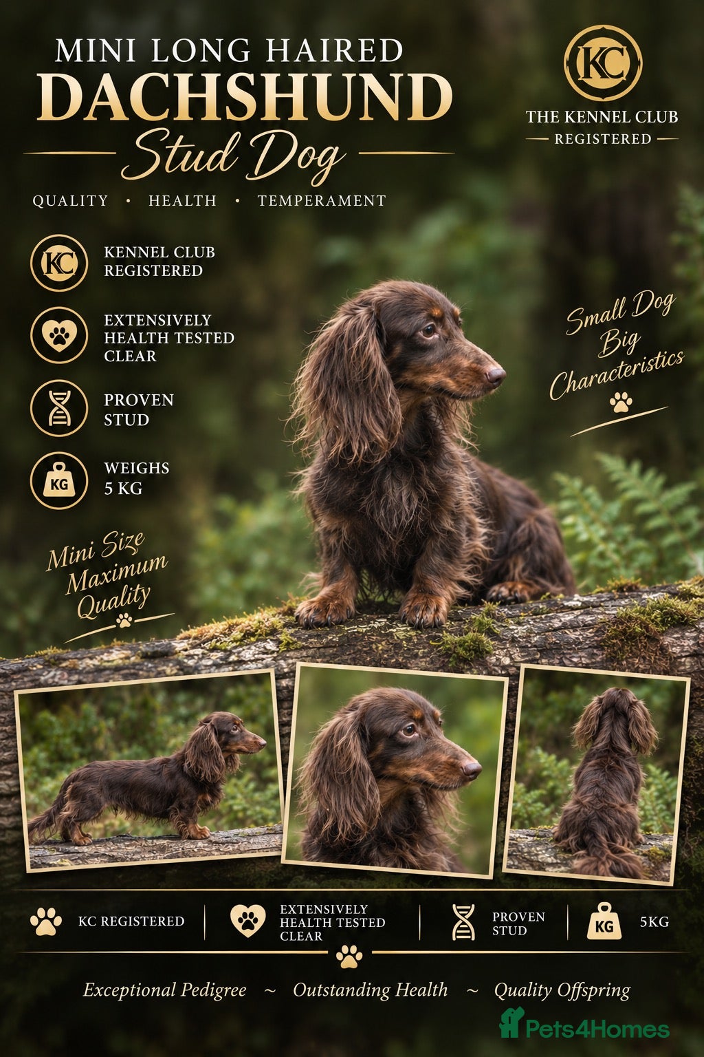 Miniature Dachshund dogs ✨chocolate and tan mini long haired dachshund ✨kc  - Advert 4