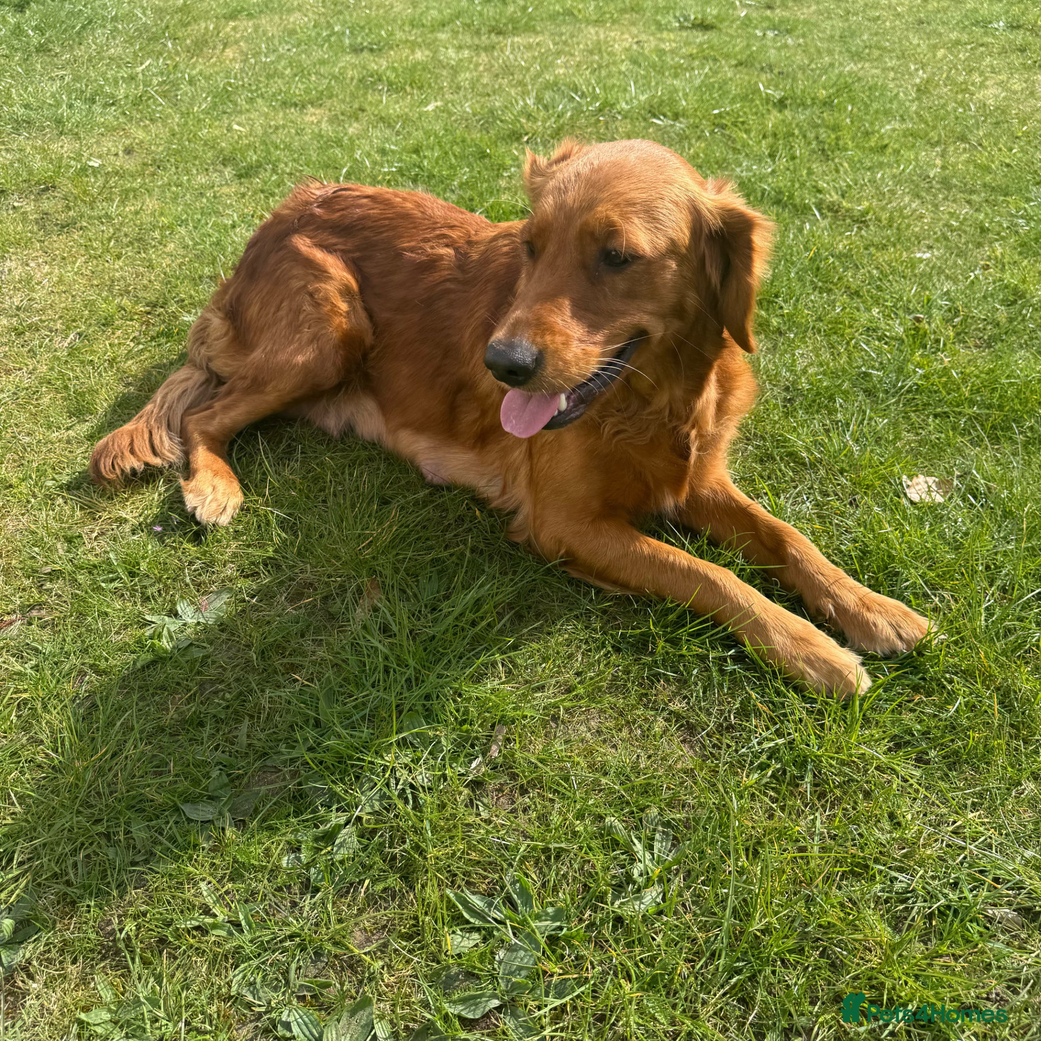 Golden Retriever dogs Golden retriever(working line) 2 males available  - Advert 7