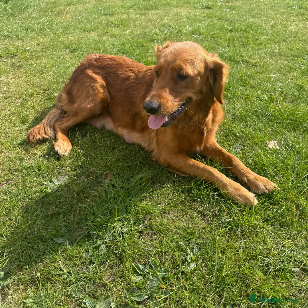 Golden Retriever dogs for sale: Golden retriever(working line) 2 males available  in Brandon - Advert 1